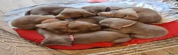 Labrador Retriever dogs for sale: LABRADOR RETRIEVER (SILVER) FULL KC REG - Advert 20