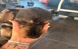 Dachshund dogs for sale: Teckle Dachshund  - Advert 4