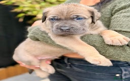 Mixed Breed dogs for sale: Mastiff pups available  - Image 7