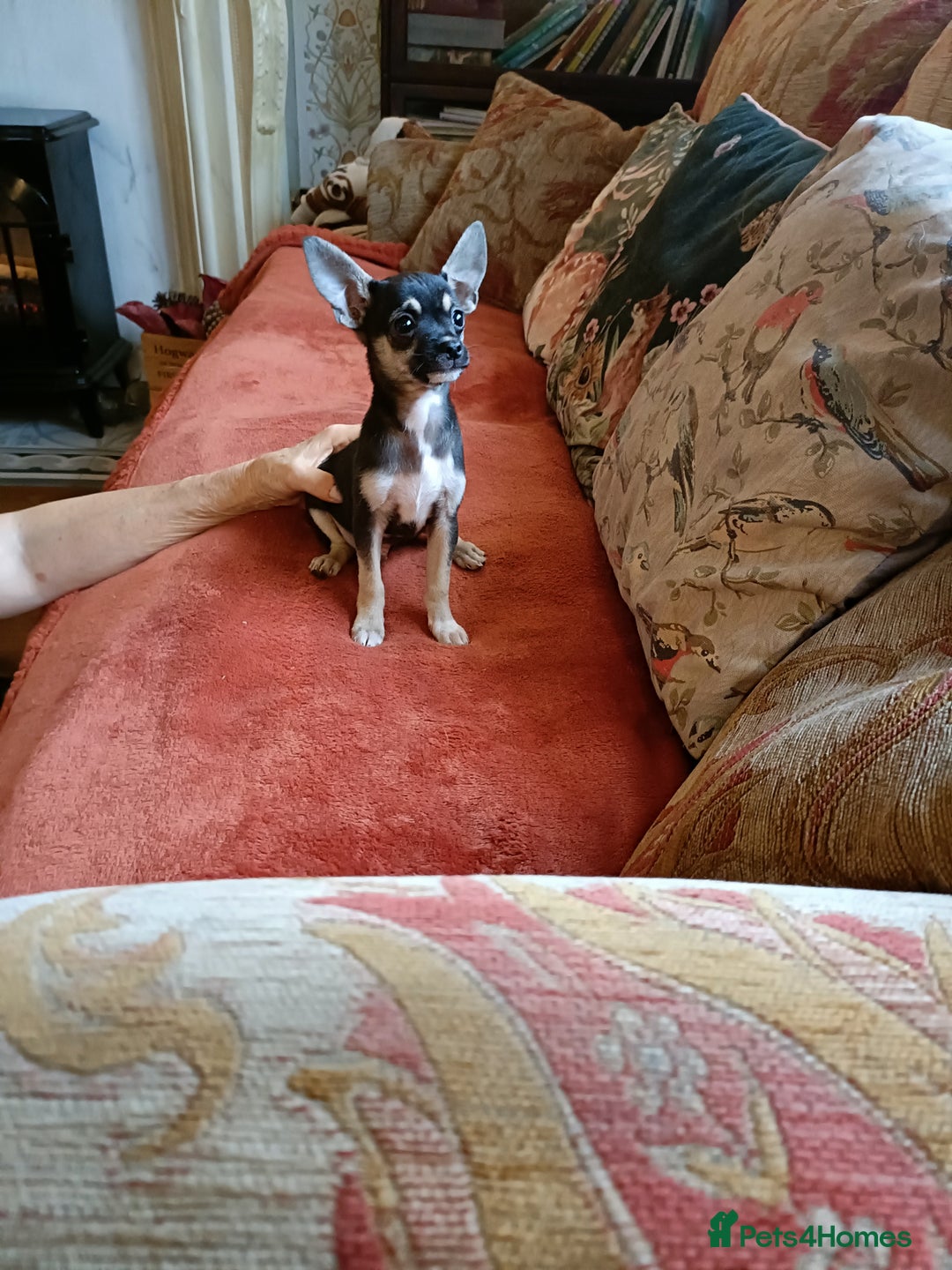 Mixed Breed dogs for sale: Stunning Unique 3/4 Chihuahua x Italian greyhound  - Advert 3