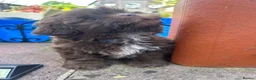 Shih Tzu dogs for sale: Chocolate Imperial Shihtzu Male - Advert 3