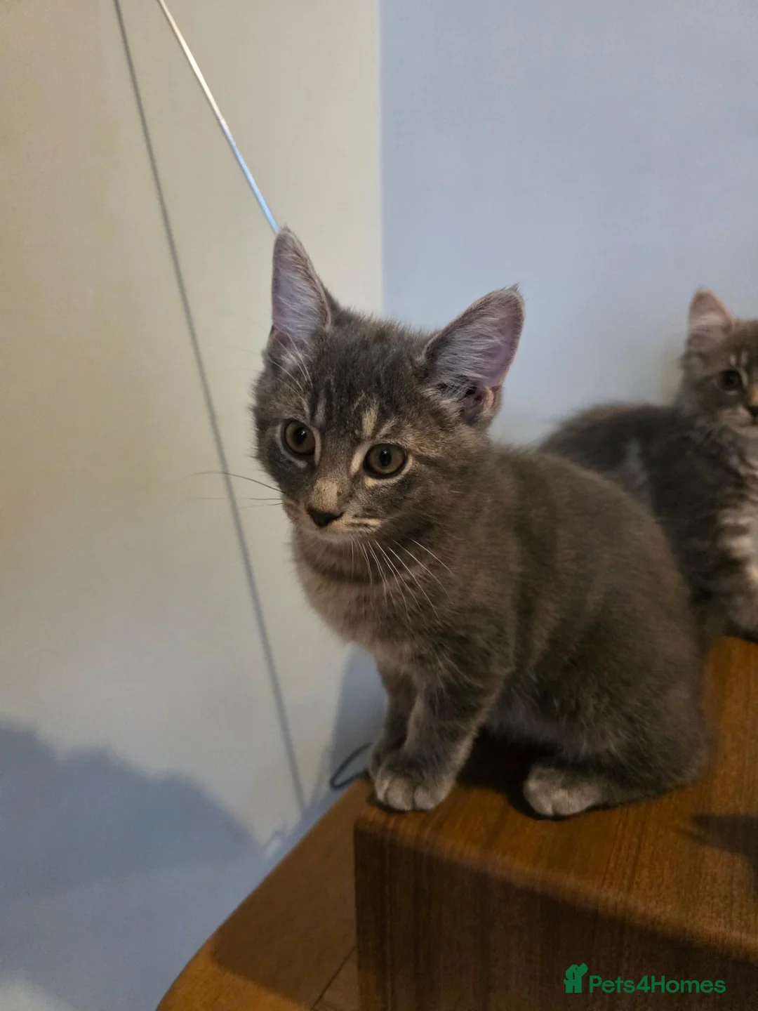 Mixed Breed cats for sale: 3 Norwegian Forrest x Persian Chinchilla kittens - Advert 17