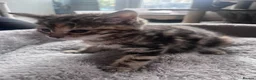 Mixed Breed cats for sale: 🐾 Stunning Turkish Angora/Bengal Kittens 🐾 - Advert 2