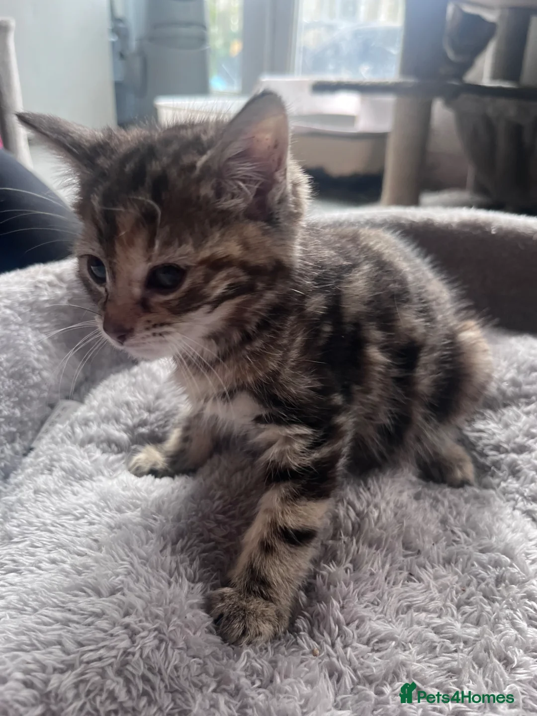 Mixed Breed cats for sale: 🐾 Stunning Turkish Angora/Bengal Kittens 🐾 - Advert 2