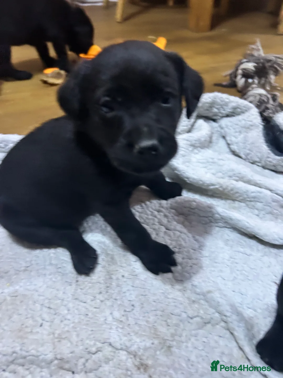 Labrador Retriever dogs for sale: KC Registered, Health Tested Labradors  - Advert 17