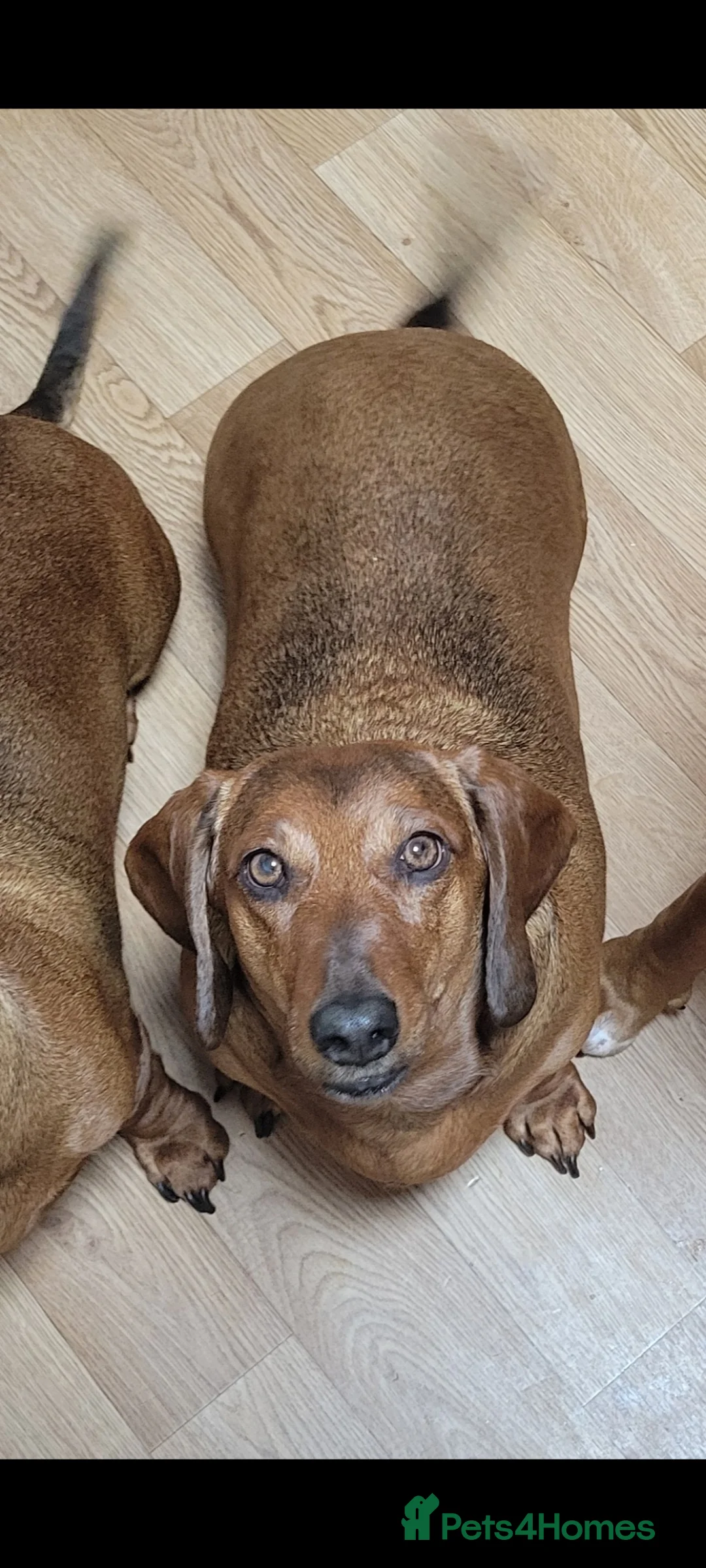 Dachshund dogs for sale: HOME NEEDED FOR MY FEMALE - Advert 2