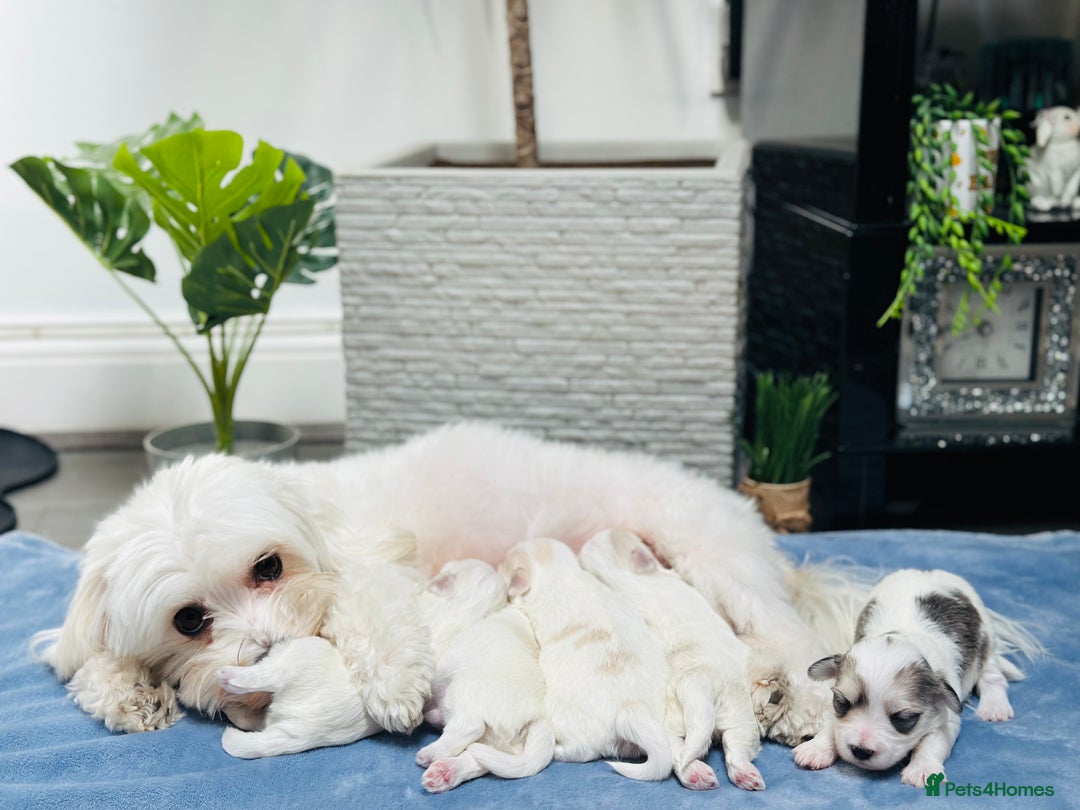Maltese dogs for sale: Maltese puppies 🐶 - Image 6