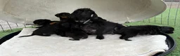 Dachshund dogs for sale: Dachshund puppies mixed litter  - Advert 4