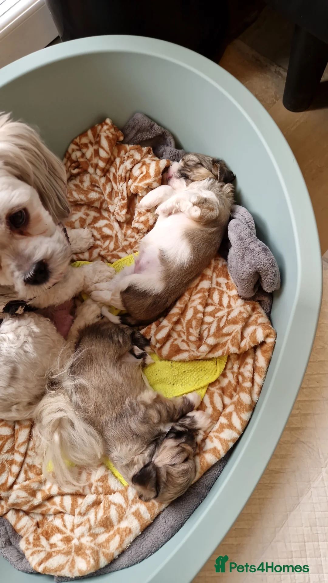 Lhasa Apso dogs for sale: Lhasa apso in Castleford - Advert 1