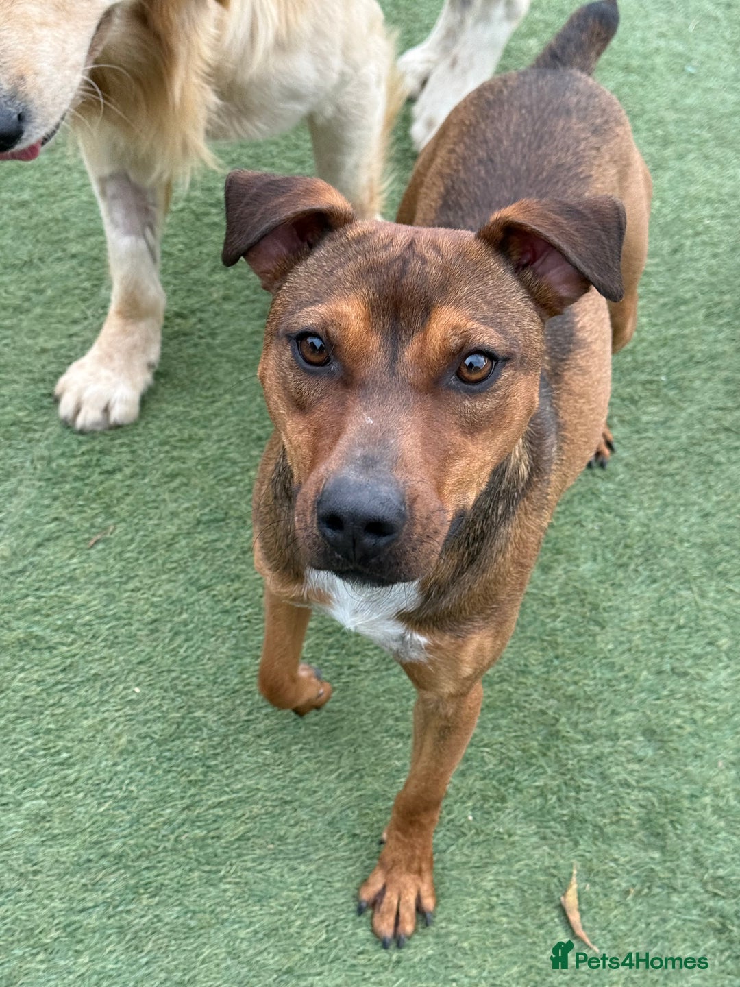 Mixed Breed dogs for adoption: Sweet Gomez looking for Love  - Image 11