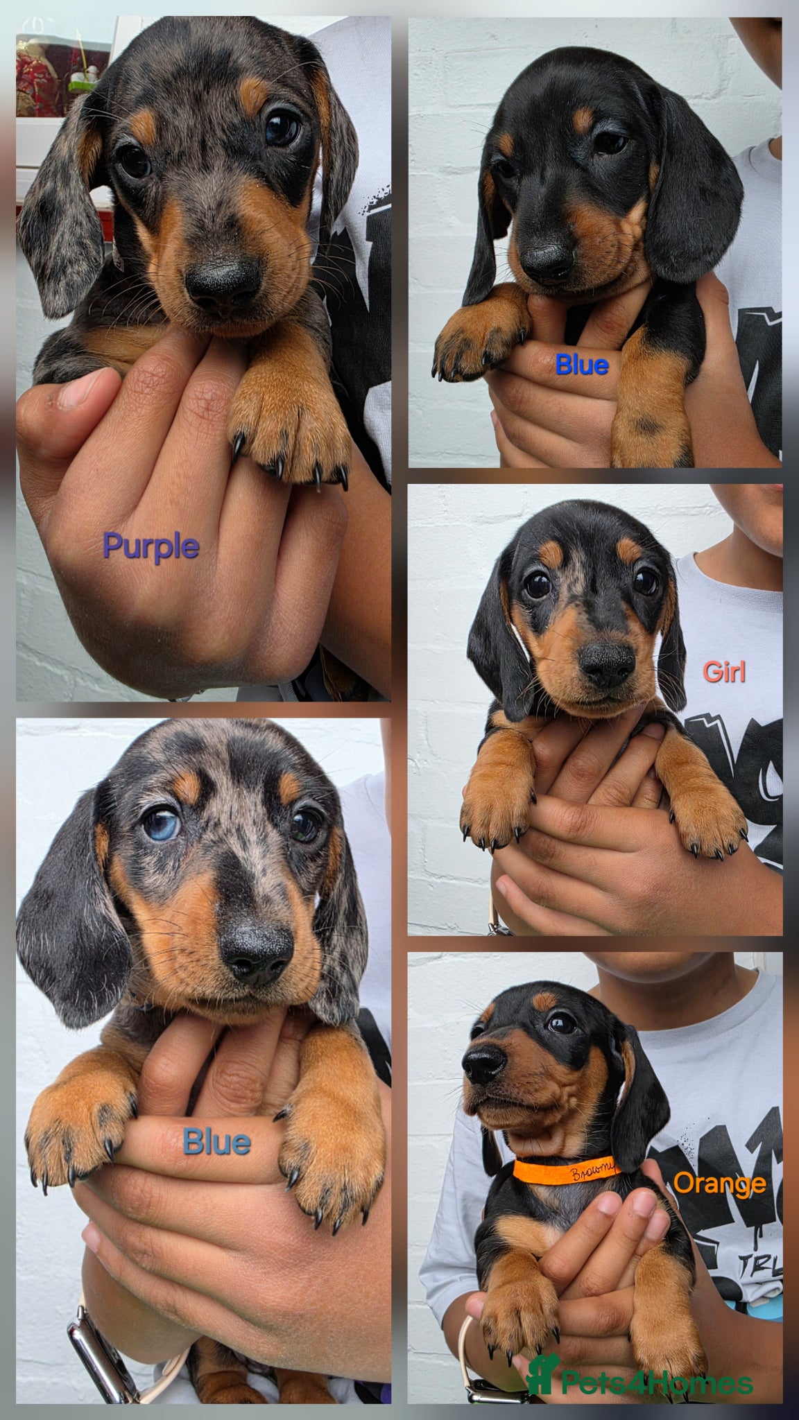 Miniature Dachshund dogs SILVER/BLACK Adorable dachshund puppies for sale😍 - Advert 1