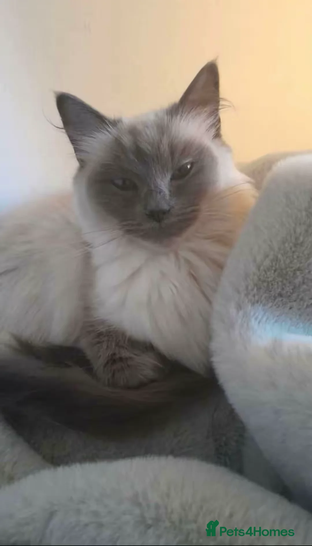 Ragdoll cats for sale: Purebred Ragdoll cat, fully trained in Oldham - Advert 3