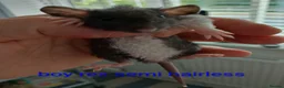 Rat rodents for sale: Beautiful litter of mixed rat babies  - Advert 8