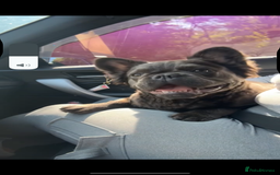 French Bulldog dogs for sale: Black fluffy French bulldog female  - Image 3