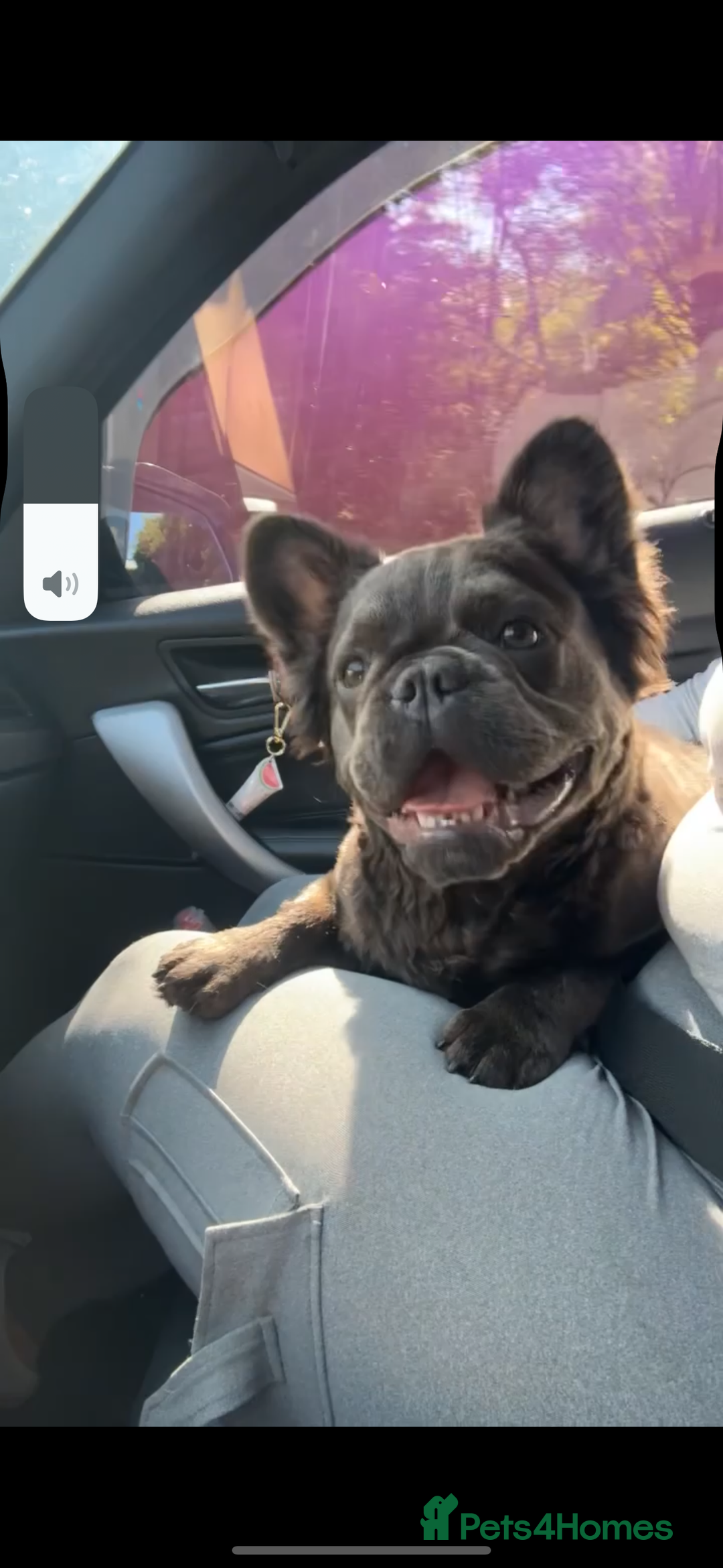 French Bulldog dogs for sale: Black fluffy French bulldog female  - Image 3
