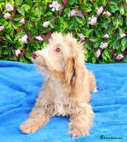 Cockapoo dogs EXTENSIVELY HEALTH TESTED PARENTS F1 COCKAPOOS - Advert 14