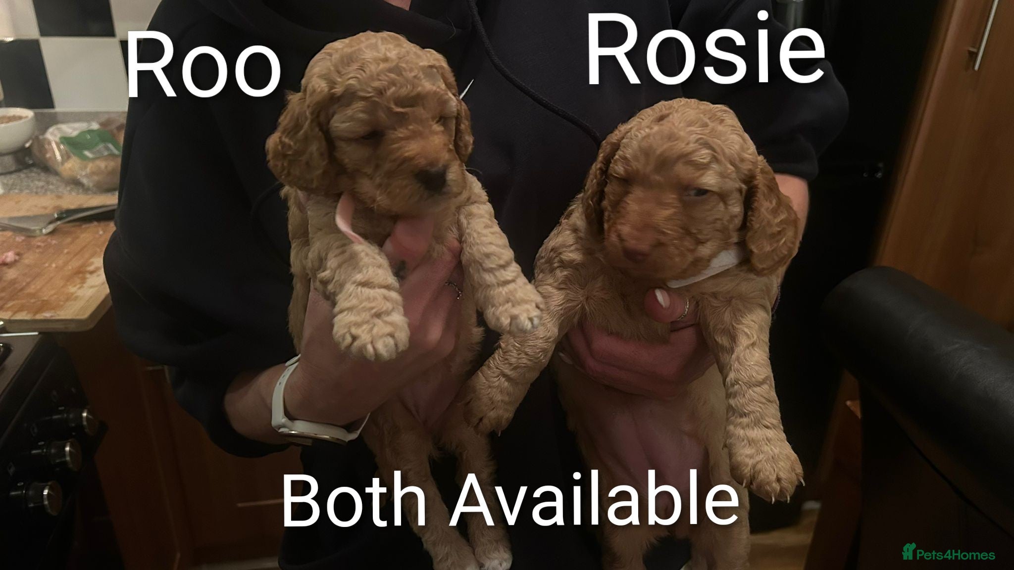 Cockapoo dogs Stunning cockapoos  - Advert 1