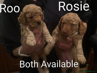 Cockapoo dogs Stunning cockapoos - Advert 3