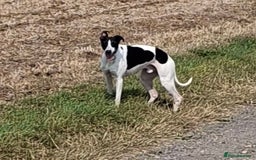 Whippet dogs for sale: KC Particolour Whippet Puppies - Image 19