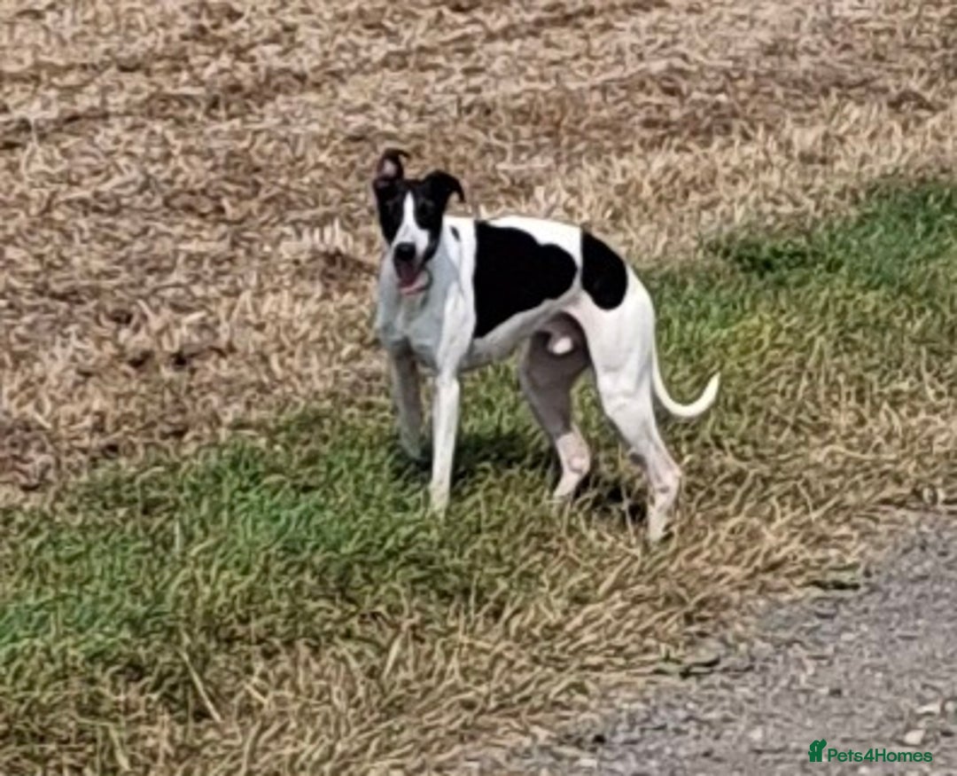 Whippet dogs for sale: KC Particolour Whippet Puppies - Image 19