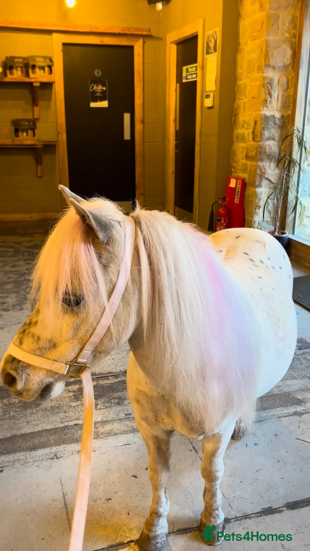 Miniature horses for sale: American Miniature Horse 5 Yrs Gelding - Advert 2