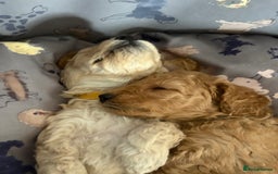 Toy Poodle dogs for sale: Stunning litter of Toy Poodles - Image 11
