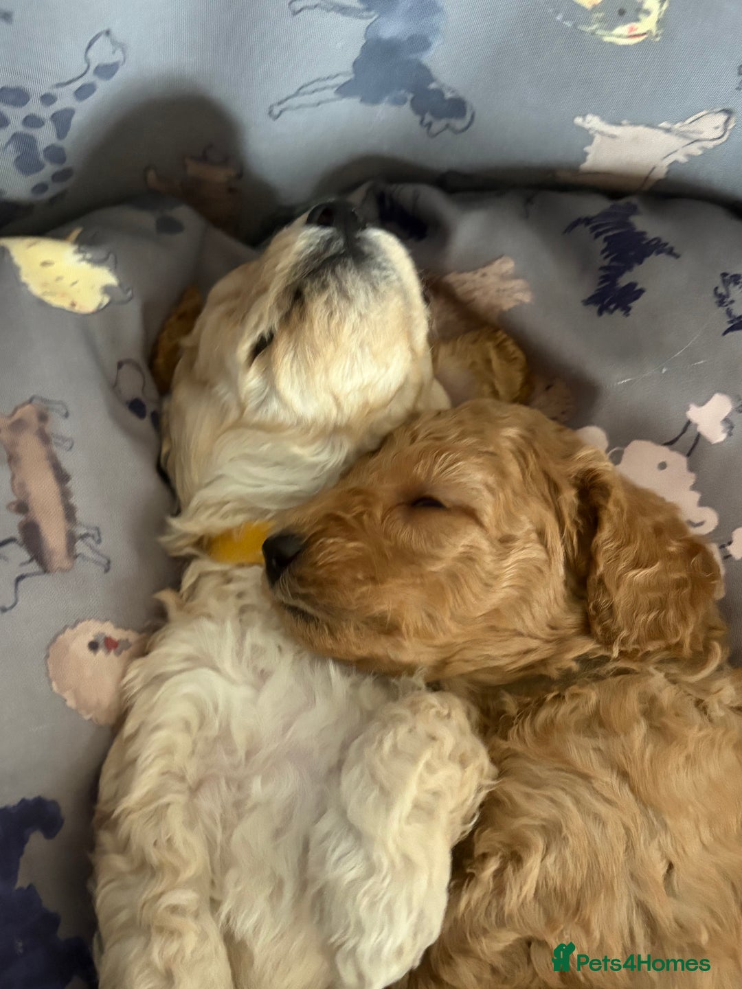 Toy Poodle dogs for sale: Stunning litter of Toy Poodles - Image 11