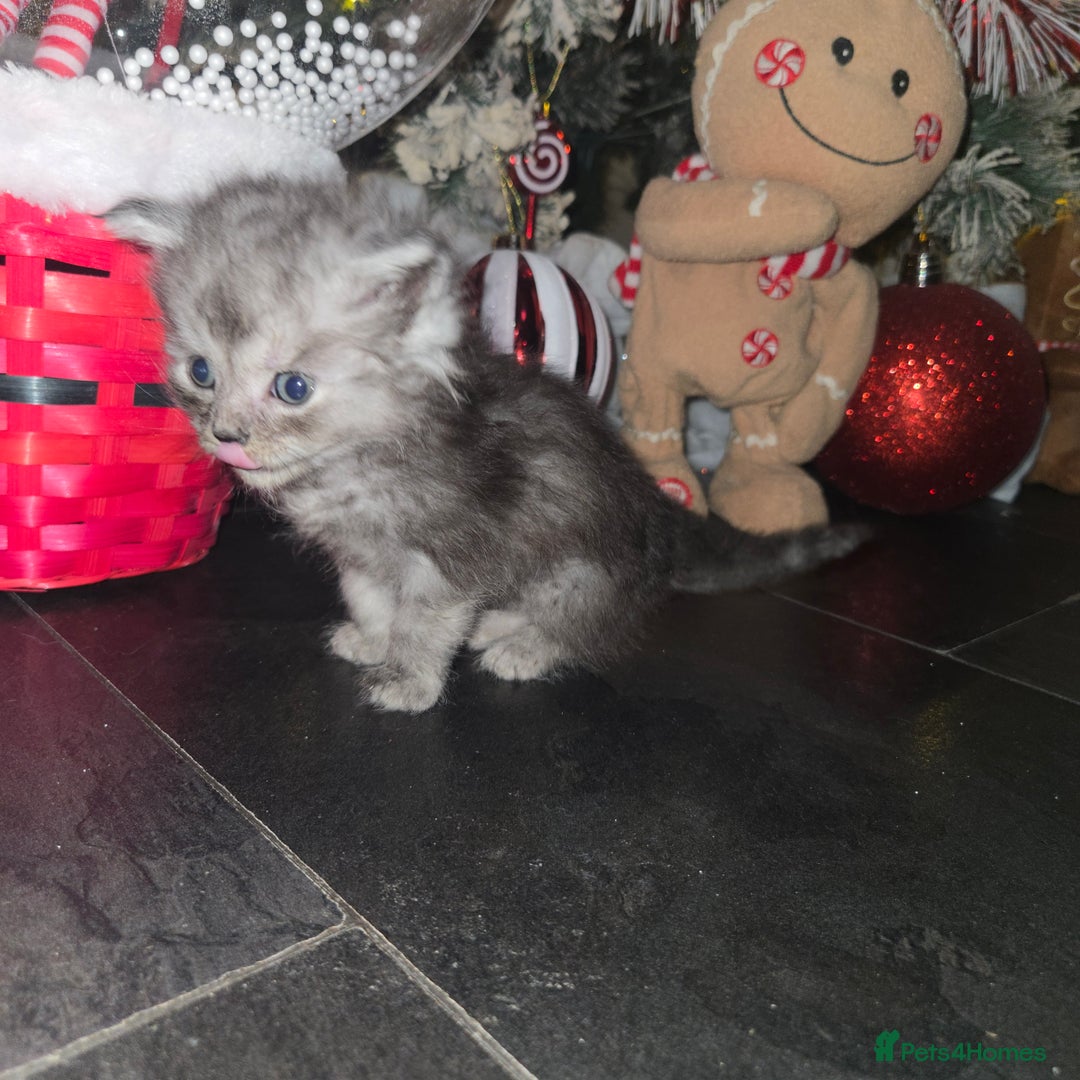 Maine Coon cats for sale: Champion russian Maine coon kittens - Advert 29