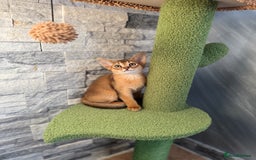 Abyssinian cats for sale: Last Pedigree abbysinian girl left! - Image 5