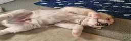 Siberian Husky dogs for sale: 3 beautiful husky puppies  in Blackburn - Advert 14