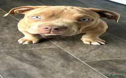 American Bully dogs for sale: Beautiful pocket bully  - Image 3
