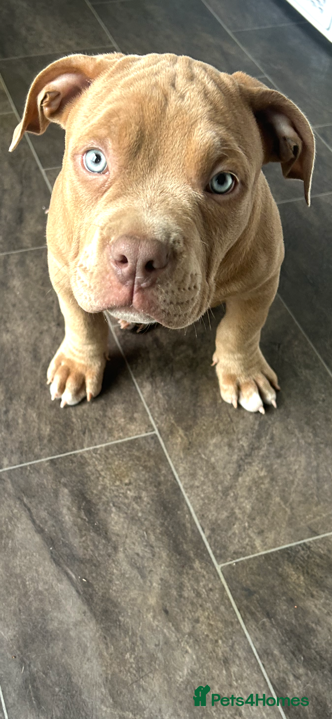 American Bully dogs for sale: Beautiful pocket bully  - Image 3
