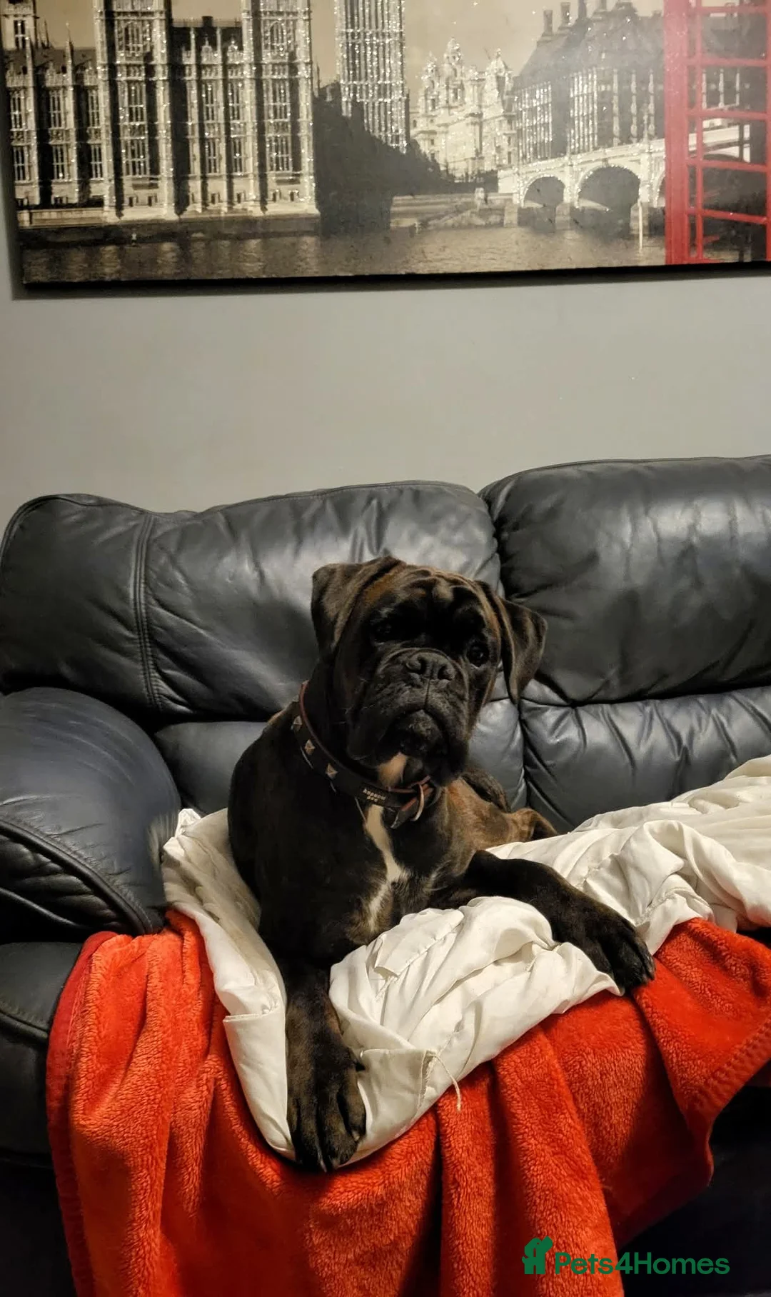Boxer dogs for stud: KC Registered Brindle Boxer Stud - Advert 1