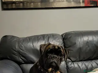 Boxer dogs KC Registered Brindle Boxer Stud - Advert 1