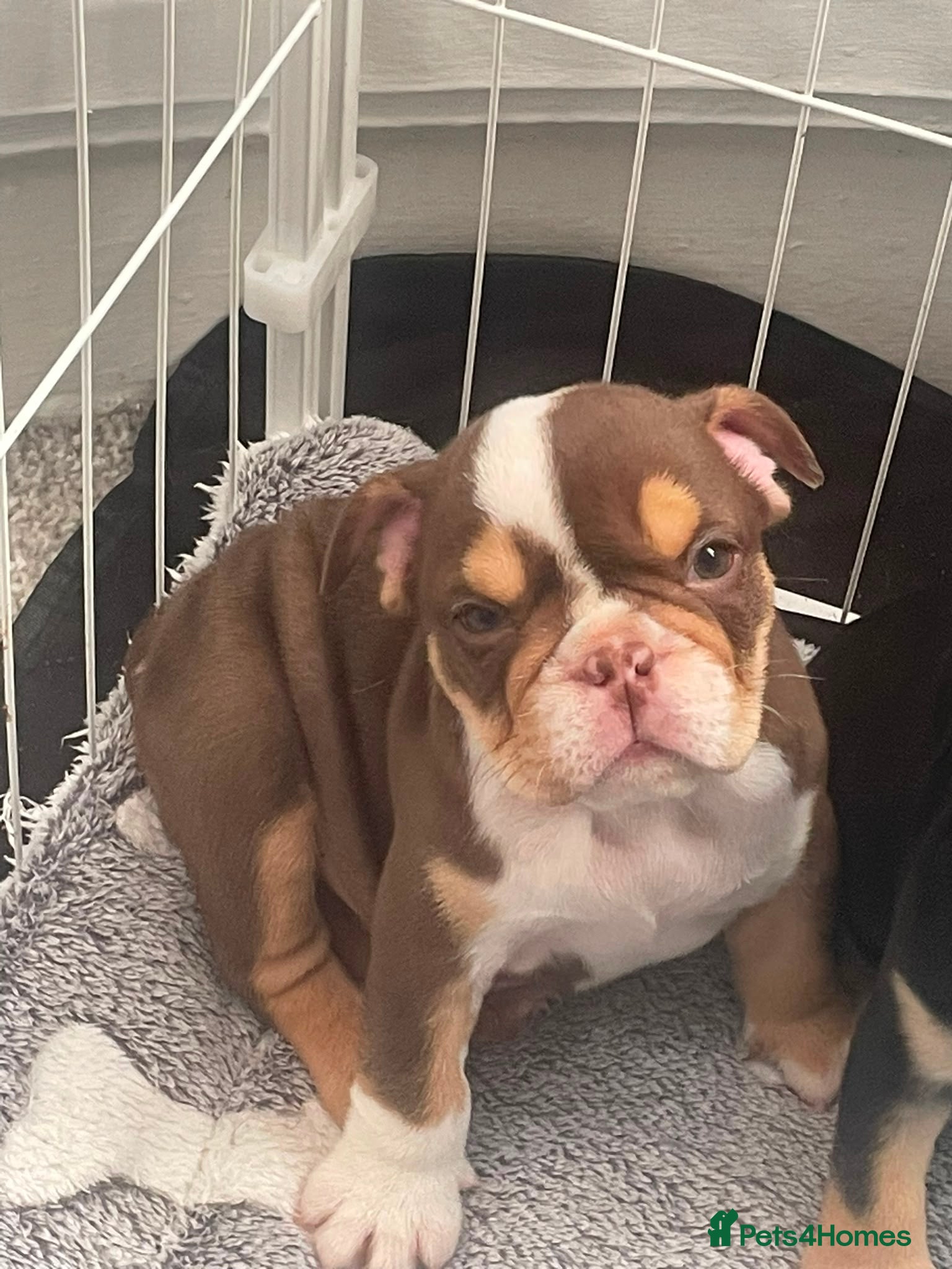 English Bulldog dogs English bulldog puppies  - Advert 2
