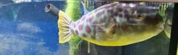 Pufferfish fish for sale: Cross River pufferfish  - Advert 2