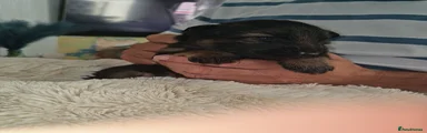 German Shepherd 6
