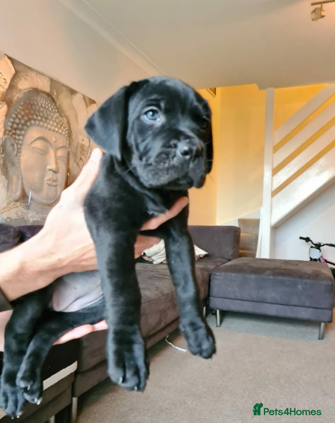 Cane Corso dogs for sale: WORLD CLASS CANE CORSO PUPPIES! 2 Males 4 Females. - Advert 15