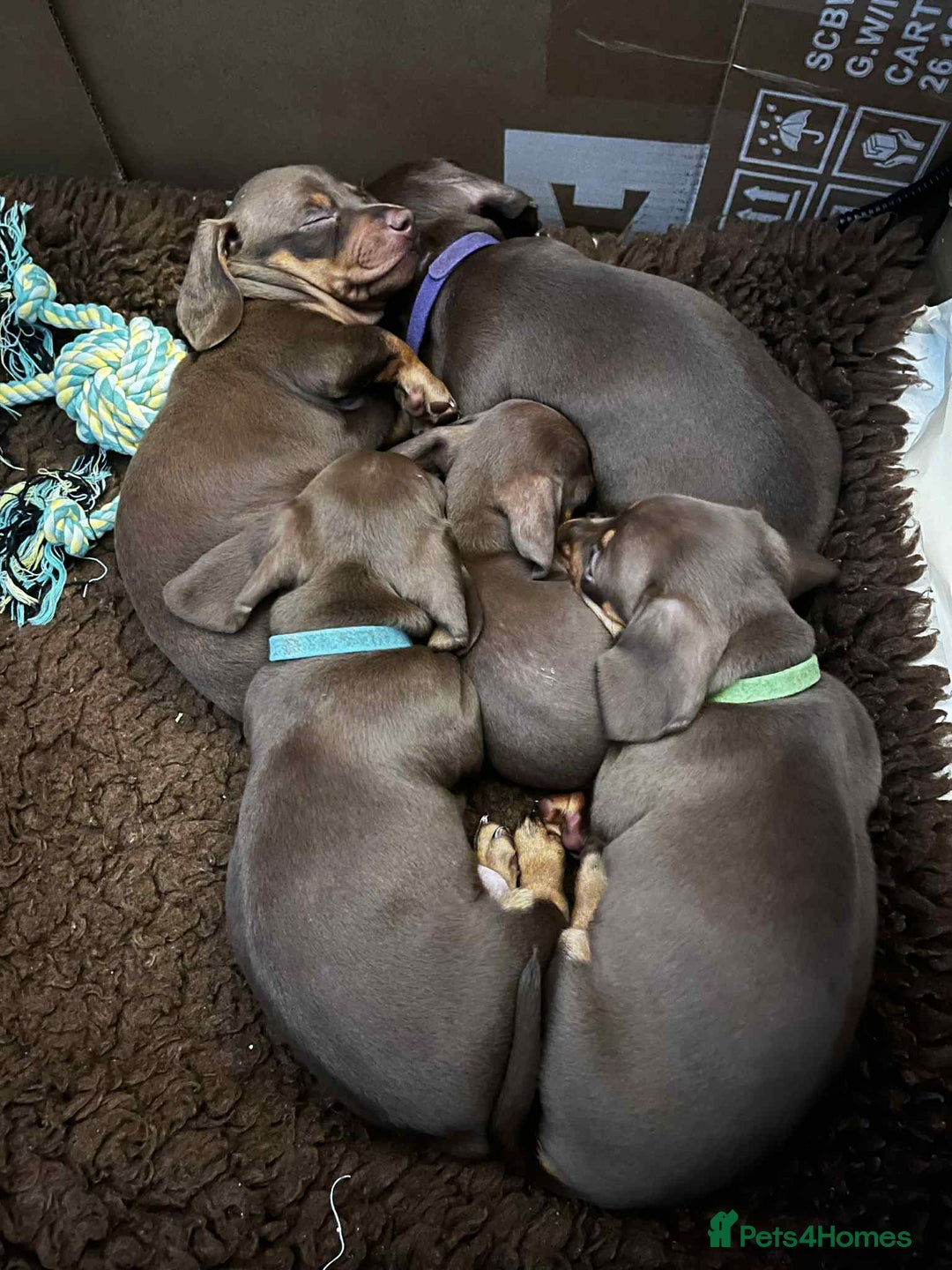 Miniature Dachshund dogs for sale: Miniature Dachshund puppies - Image 1