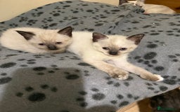 Ragdoll cats for sale: ADORABLE RAGDOLL KITTENS - READY NOW - Image 9