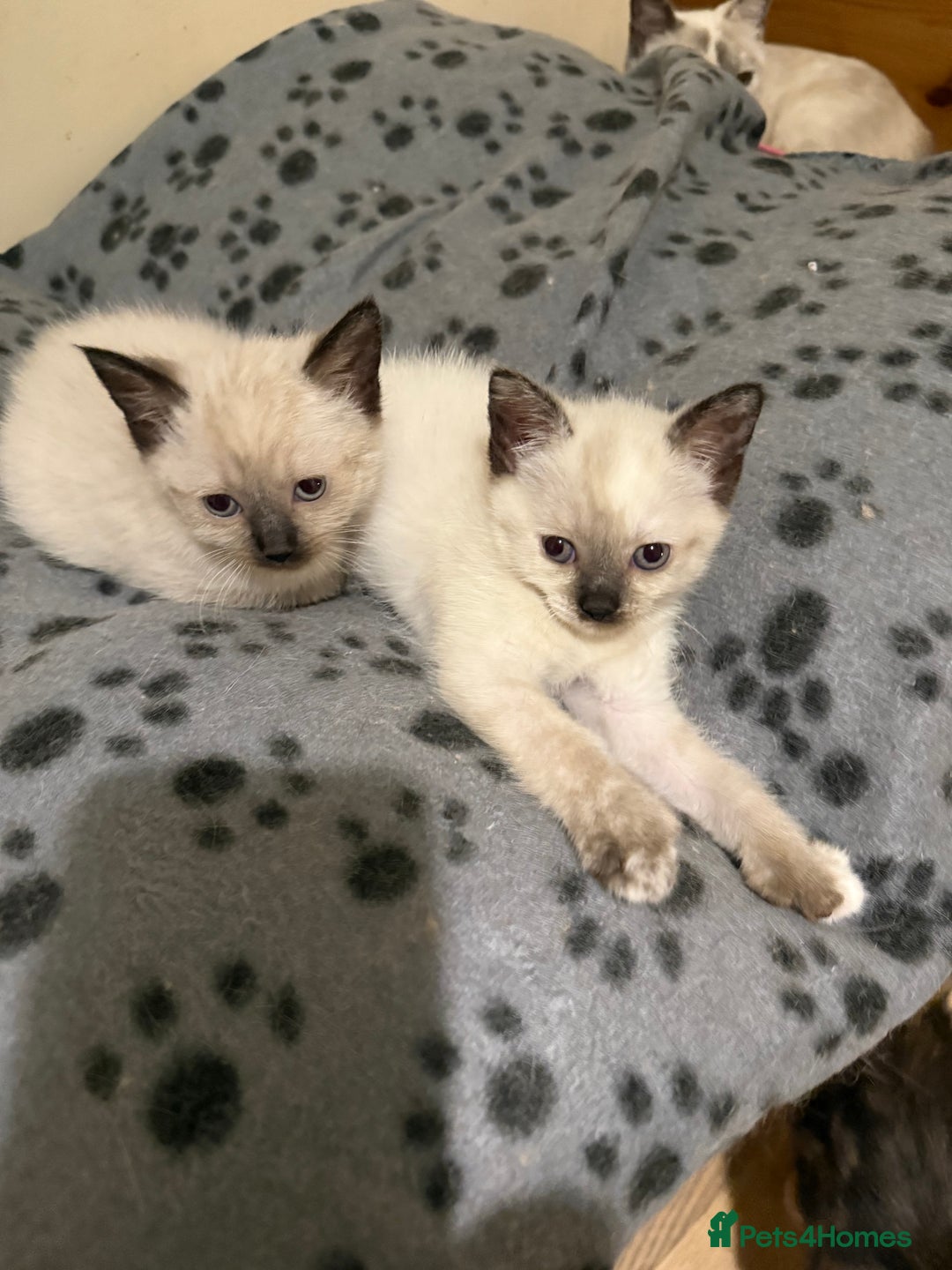 Ragdoll cats for sale: ADORABLE RAGDOLL KITTENS - READY NOW - Image 9