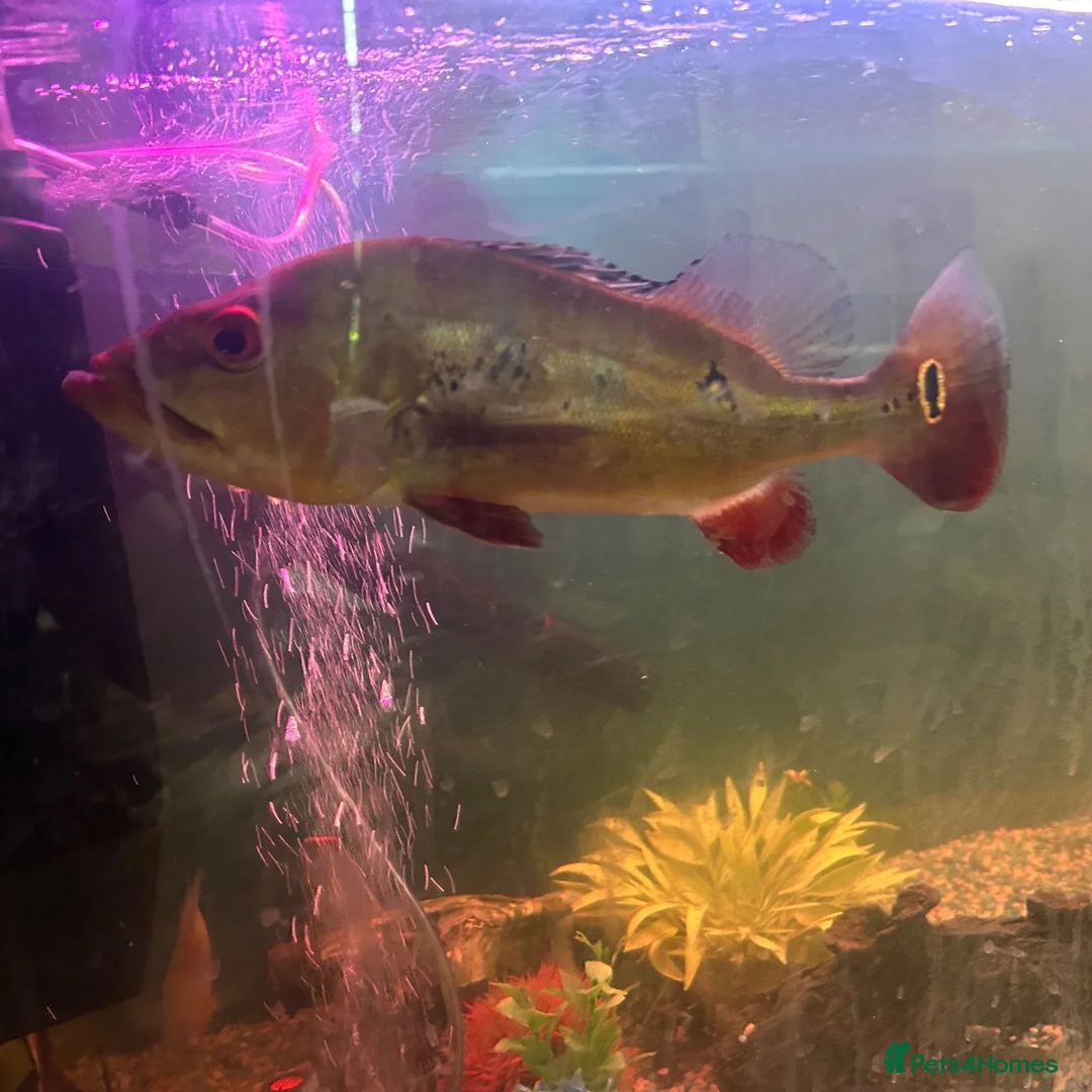 Other/Mixed Breed fish for sale: Peacock bass  - Advert 1