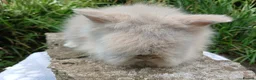 Lionhead rabbits for sale: Stunning DM lionhead baby rabbits - Advert 3
