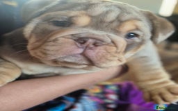 English Bulldog dogs for sale: Merle British Bulldog Pup's 1boy left  - Image 7
