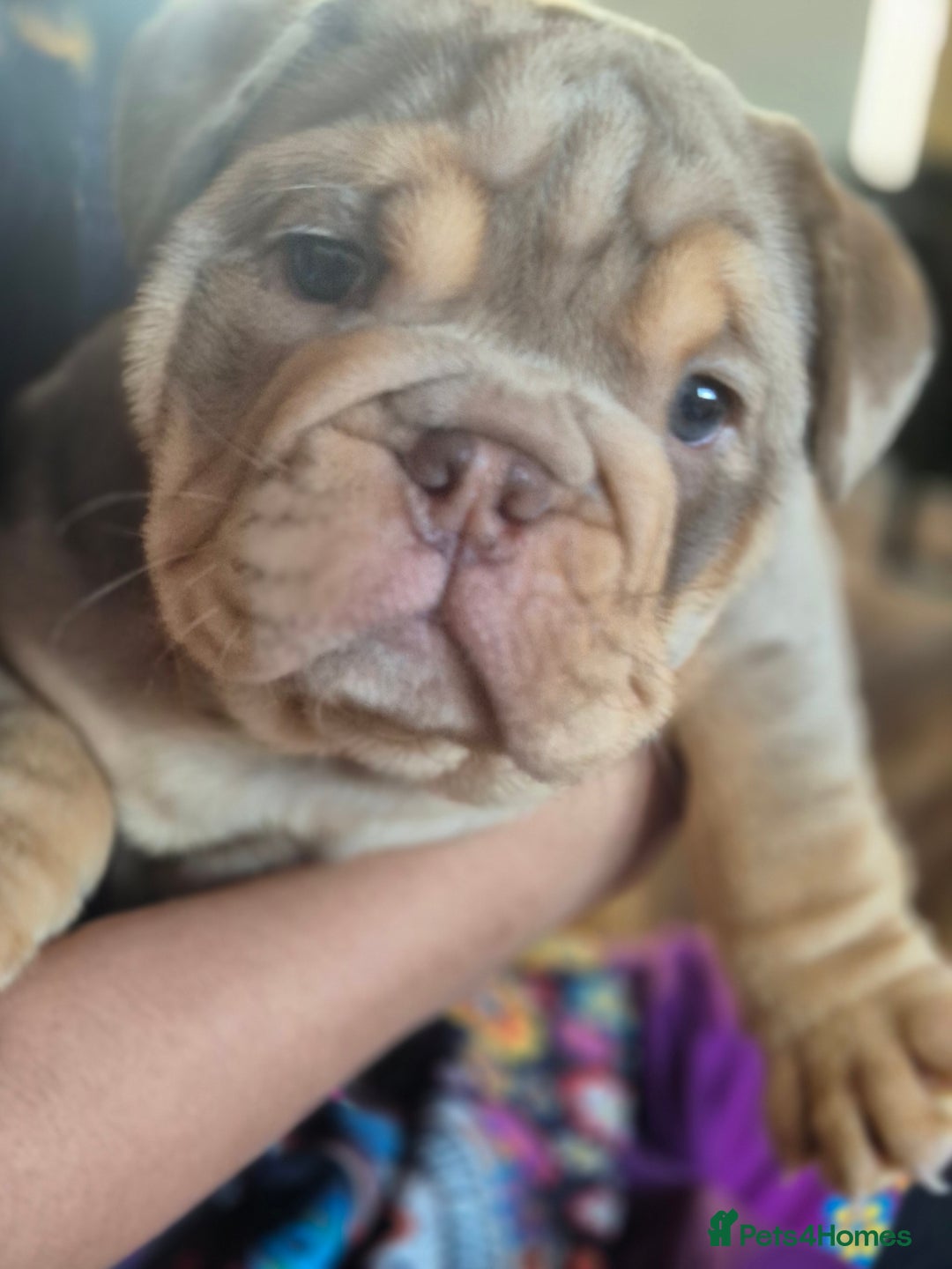 English Bulldog dogs for sale: Merle British Bulldog Pup's 1boy left  - Image 7