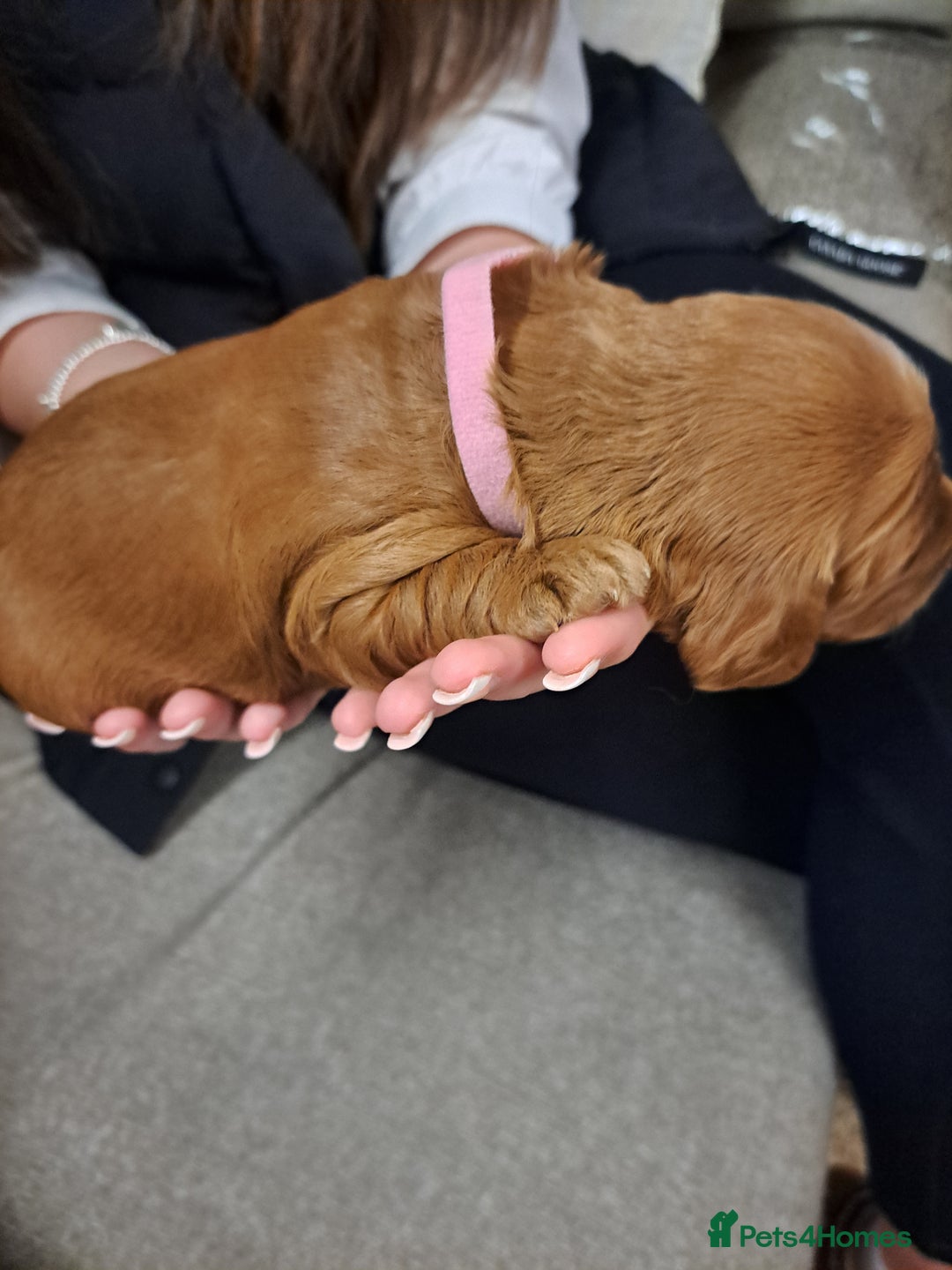 Cockapoo dogs for sale: Toy cockerpoo fox red puppy - Image 6