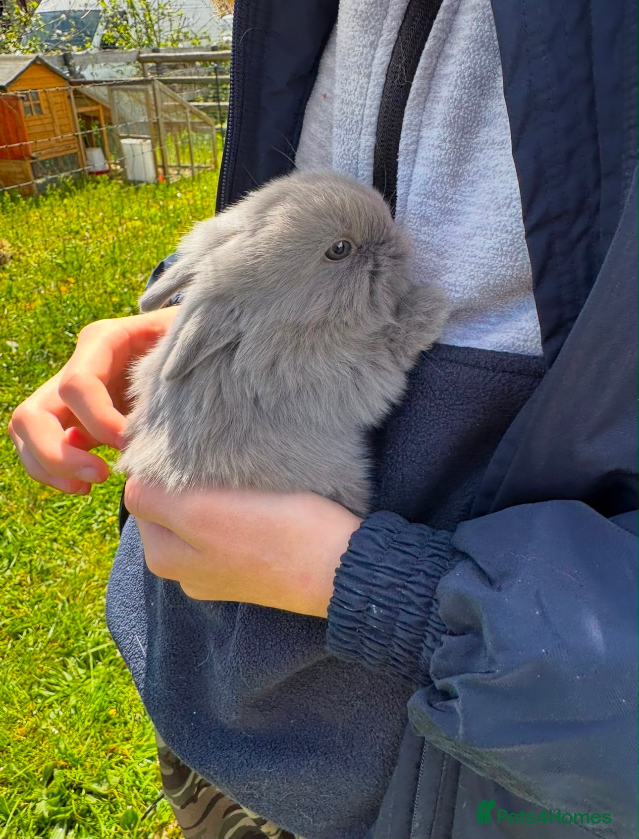 Mini Lion Lop rabbits 🩷🩵 Mini lion lops ready to leave 12th June 🩵🩷 - Advert 2