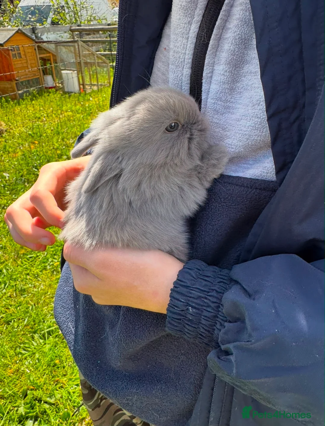Mini Lion Lop rabbits for sale: 🩷🩵 Mini lion lops ready to leave 12th June 🩵🩷 - Advert 2