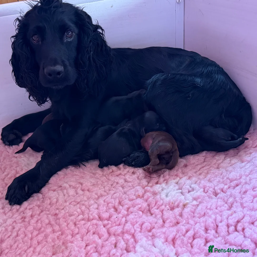 Cocker Spaniel dogs for sale: 🖤 Quality Black RKC Cockers 🖤 Ready Mid March 🖤 - Advert 2