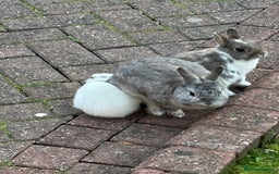 Netherland Dwarf rabbits for sale: Netherlands dwarf - Image 2